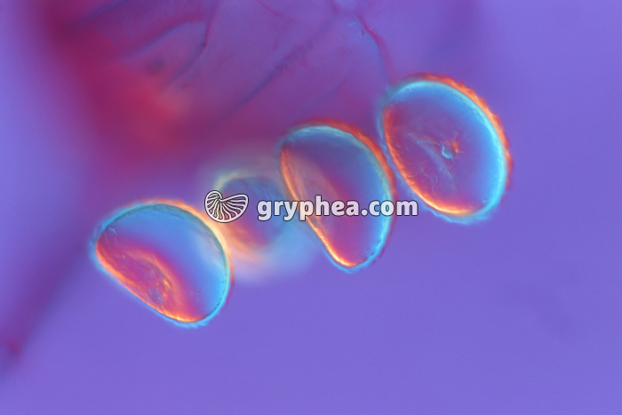 Spores de Polypode x100 - gryphea.org